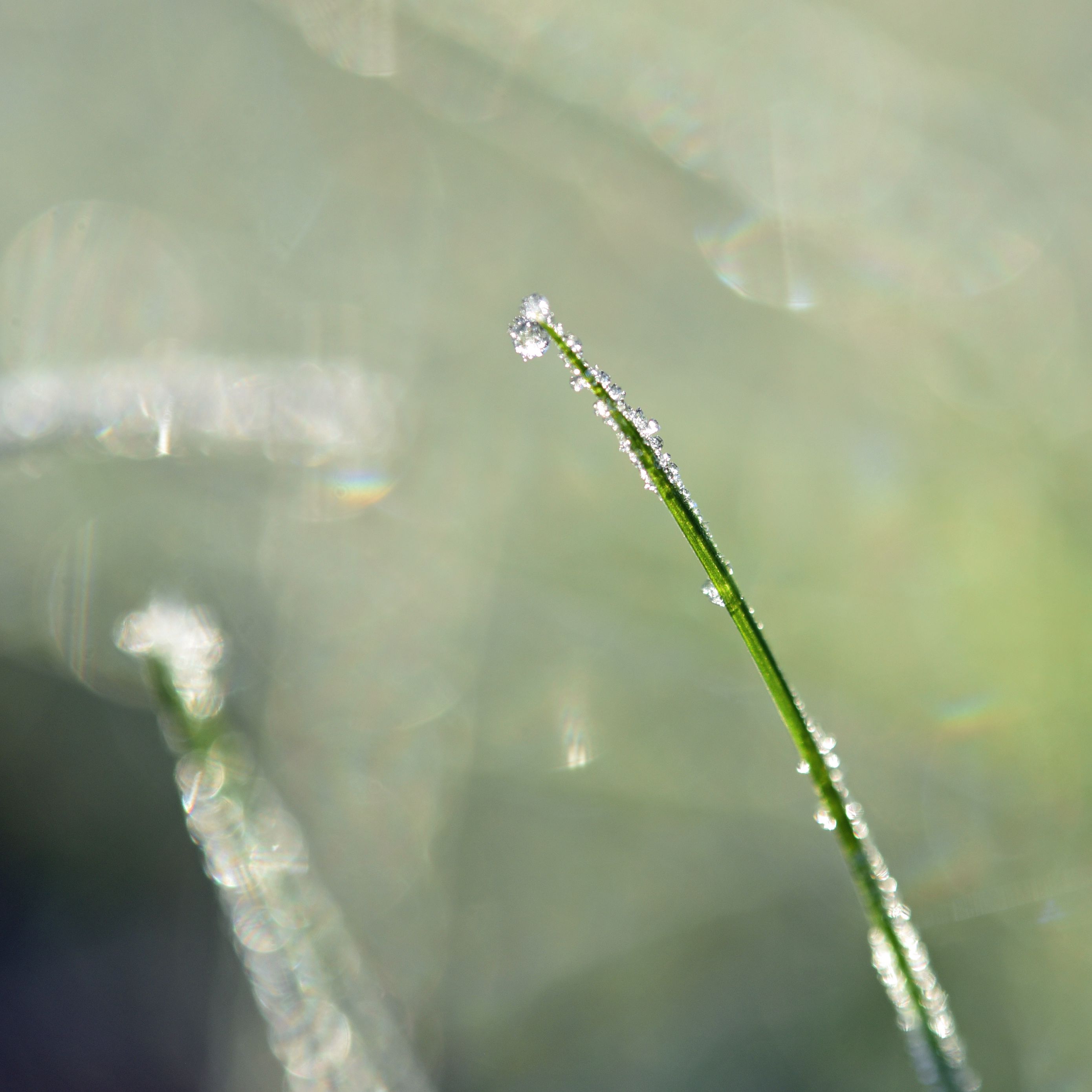 2780x2780 Wallpaper grass, drops, blur, bokeh, macro