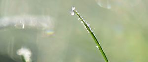 Preview wallpaper grass, drops, blur, bokeh, macro
