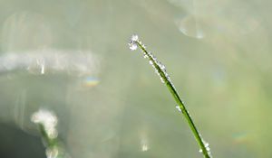 Preview wallpaper grass, drops, blur, bokeh, macro