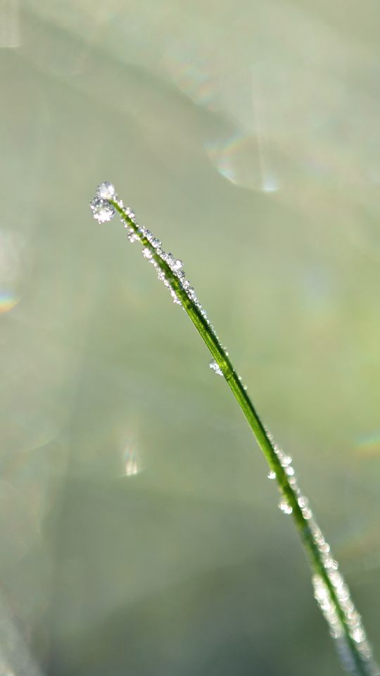 540x960 Wallpaper grass, drops, blur, bokeh, macro
