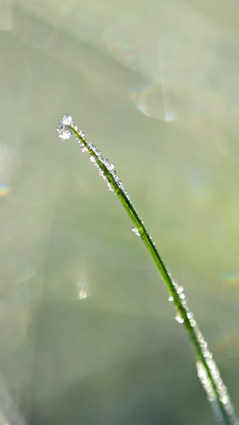800x1420 Wallpaper grass, drops, blur, bokeh, macro