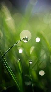 Preview wallpaper grass, drops, bokeh, macro, green