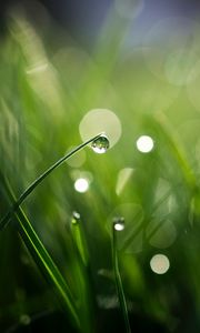 Preview wallpaper grass, drops, bokeh, macro, green