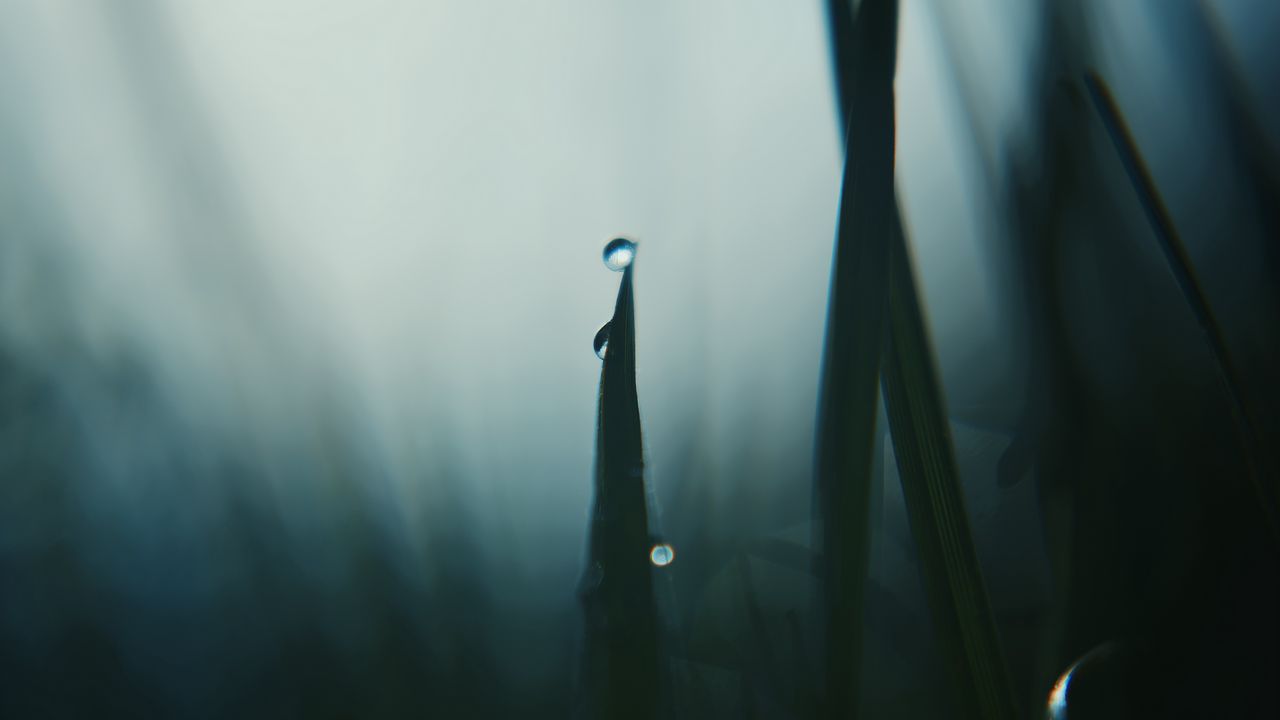 Wallpaper grass, drops, dark, blur