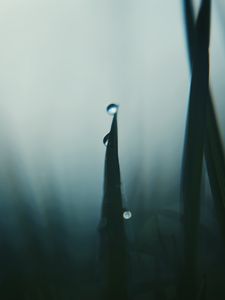 Preview wallpaper grass, drops, dark, blur