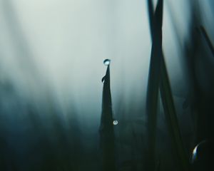 Preview wallpaper grass, drops, dark, blur