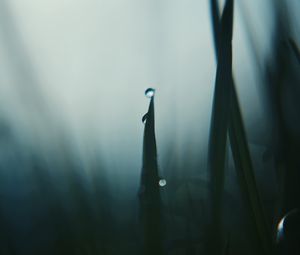 Preview wallpaper grass, drops, dark, blur