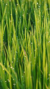 Preview wallpaper grass, drops, dew, rain, macro, plants