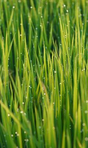 Preview wallpaper grass, drops, dew, rain, macro, plants