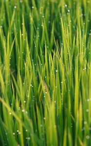 Preview wallpaper grass, drops, dew, rain, macro, plants