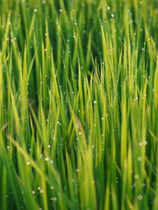 Preview wallpaper grass, drops, dew, rain, macro, plants