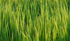 Preview wallpaper grass, drops, dew, rain, macro, plants