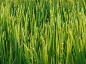 Preview wallpaper grass, drops, dew, rain, macro, plants