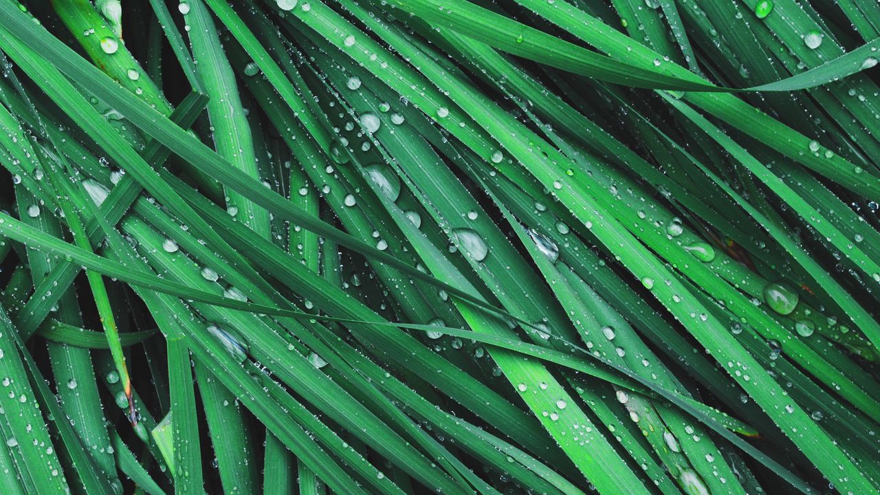 Wallpaper grass, drops, dew
