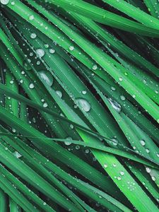 Preview wallpaper grass, drops, dew