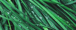 Preview wallpaper grass, drops, dew