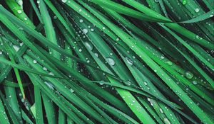 Preview wallpaper grass, drops, dew