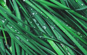 Preview wallpaper grass, drops, dew