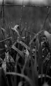 Preview wallpaper grass, drops, dew, macro, bw