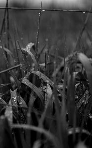 Preview wallpaper grass, drops, dew, macro, bw