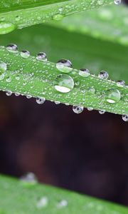 Preview wallpaper grass, drops, dew, macro, moisture