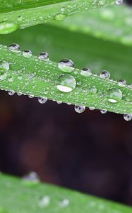 Preview wallpaper grass, drops, dew, macro, moisture