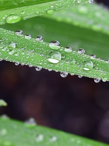 Preview wallpaper grass, drops, dew, macro, moisture