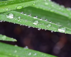 Preview wallpaper grass, drops, dew, macro, moisture