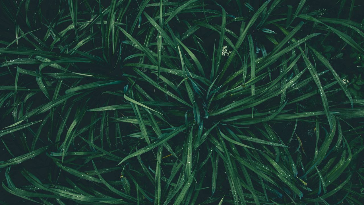 Wallpaper grass, drops, dew, moisture, green