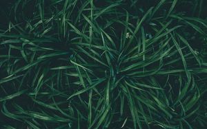 Preview wallpaper grass, drops, dew, moisture, green