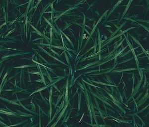 Preview wallpaper grass, drops, dew, moisture, green