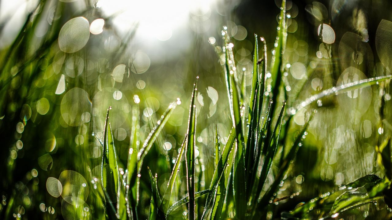 Wallpaper grass, drops, dew, moisture, macro