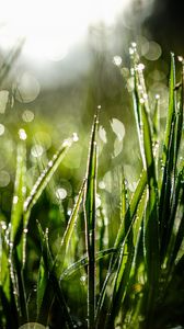 Preview wallpaper grass, drops, dew, moisture, macro