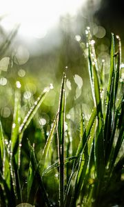 Preview wallpaper grass, drops, dew, moisture, macro