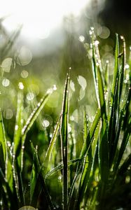 Preview wallpaper grass, drops, dew, moisture, macro