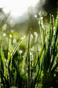 Preview wallpaper grass, drops, dew, moisture, macro