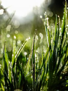 Preview wallpaper grass, drops, dew, moisture, macro