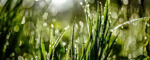 Preview wallpaper grass, drops, dew, moisture, macro