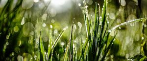 Preview wallpaper grass, drops, dew, moisture, macro