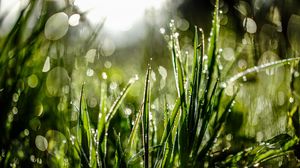 Preview wallpaper grass, drops, dew, moisture, macro