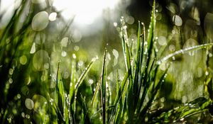 Preview wallpaper grass, drops, dew, moisture, macro