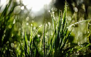 Preview wallpaper grass, drops, dew, moisture, macro