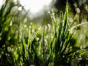 Preview wallpaper grass, drops, dew, moisture, macro