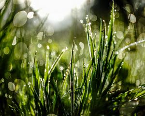 Preview wallpaper grass, drops, dew, moisture, macro