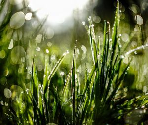 Preview wallpaper grass, drops, dew, moisture, macro