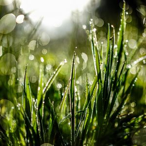 Preview wallpaper grass, drops, dew, moisture, macro