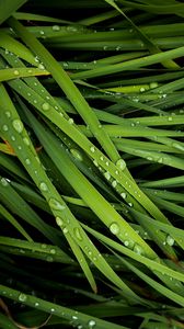 Preview wallpaper grass, drops, dew, macro