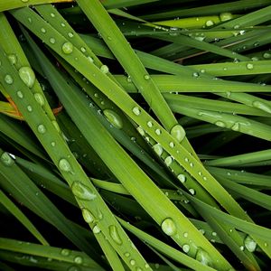 Preview wallpaper grass, drops, dew, macro