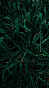 Preview wallpaper grass, drops, dew, macro, plant