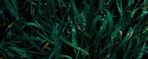 Preview wallpaper grass, drops, dew, macro, plant